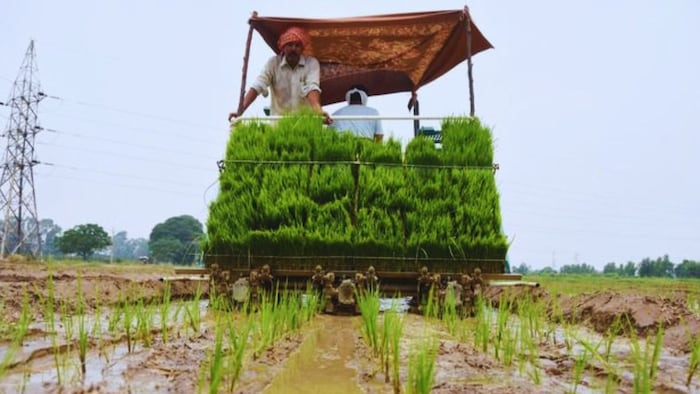 Paddy Sowing DSR technique
