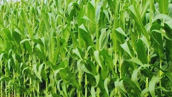 June Month Fodder Crops for sowing