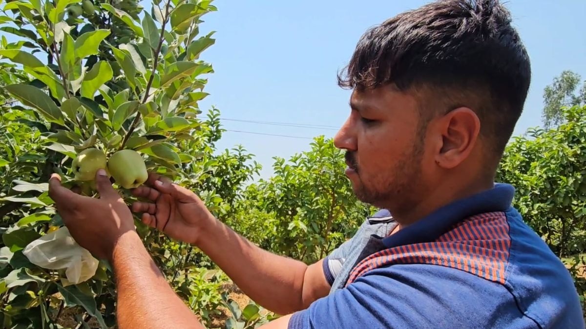 Apple Farming In Karnal