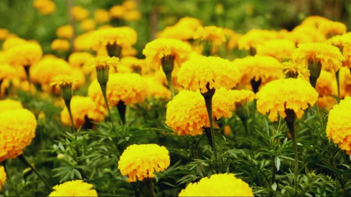 गेंदे के फूल के उत्पादन में ये राज्य है अव्वल