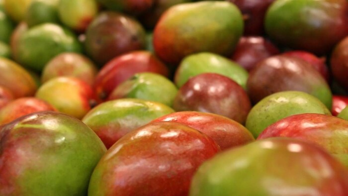 Mango export