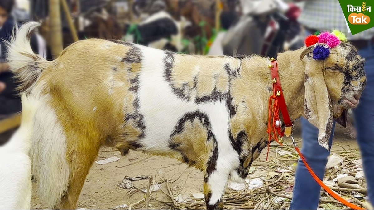 Totapari Goat: दिल्ली में एक-एक लाख रुपये तक के बिक जाते हैं तोतापरी बकरे, जानें वजह  Totapari Goat: दिल्ली में एक-एक लाख रुपये तक के बिक जाते हैं तोतापरी बकरे, जानें वजह