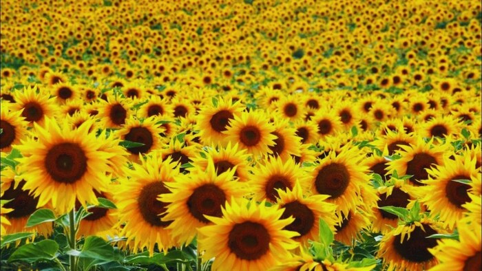 Zaid Season Sunflower Farming Tips