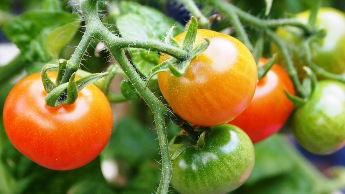 top crops 