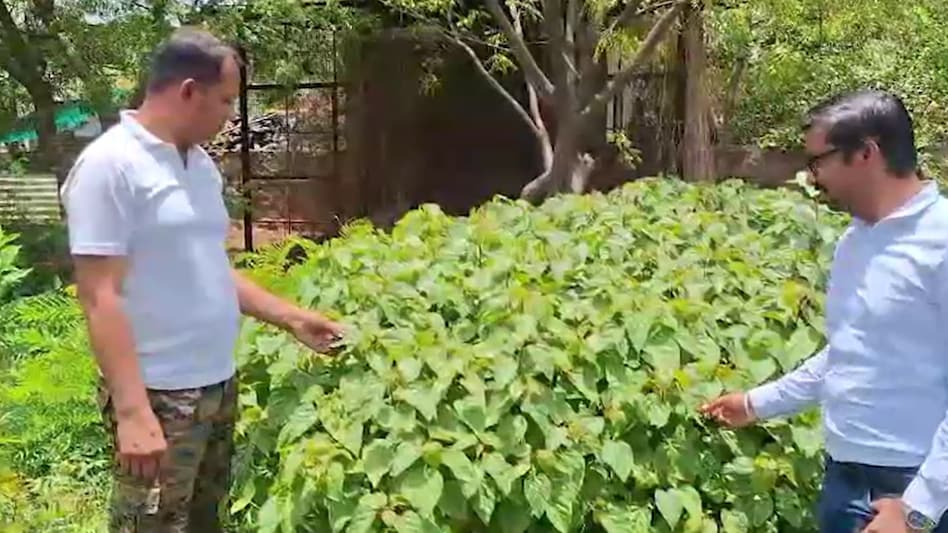 Sindoor: अब कोटा में भी शुरू हुई सिंदूर की खेती, दो नर्सरी में उगा दिए चार हजार पौधे Sindoor: अब कोटा में भी शुरू हुई सिंदूर की खेती, दो नर्सरी में उगा दिए चार हजार पौधे