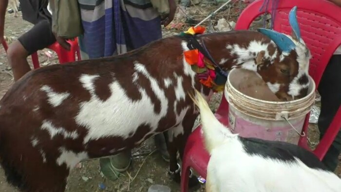 kallu goat