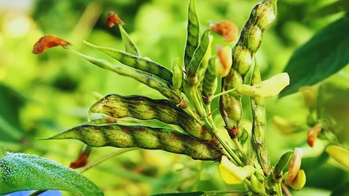 अरहर की खेती