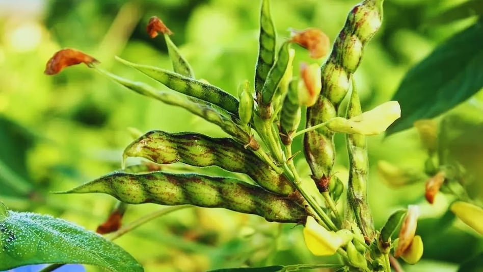 झारखंड के इन किसानों को फ्री मिलेगा दाल का बीज, अरहर और उड़द के बंटेंगे मिनी किट झारखंड के इन किसानों को फ्री मिलेगा दाल का बीज, अरहर और उड़द के बंटेंगे मिनी किट