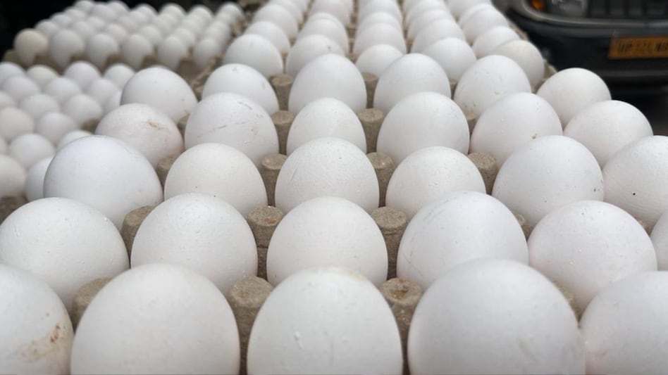 Poultry Egg: दूसरे राज्यों से यूपी में आ रहे हैं खराब अंडे!, ये है बड़ी वजह Poultry Egg: दूसरे राज्यों से यूपी में आ रहे हैं खराब अंडे!, ये है बड़ी वजह