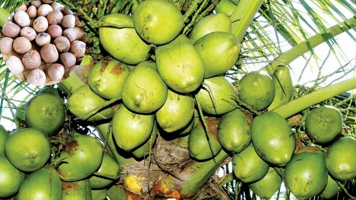 Farmers cultivating coconut and betel nut will benefit