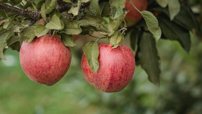 Shopian apple orchards damage