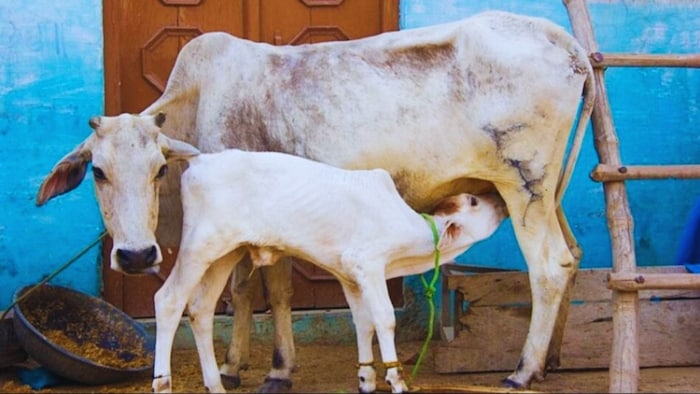 दुधारू गाय