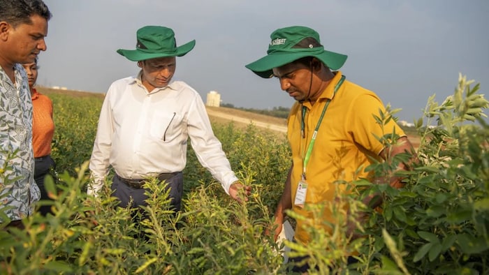 ICRISAT New Toor Variety