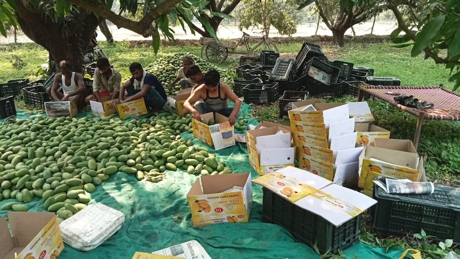 लखनऊ के दशहरी आम की महाराष्ट्र से आई डिमांड, इस सीजन में पहली बार जाएगा 5 क्विंटल माल लखनऊ के दशहरी आम की महाराष्ट्र से आई डिमांड, इस सीजन में पहली बार जाएगा 5 क्विंटल माल