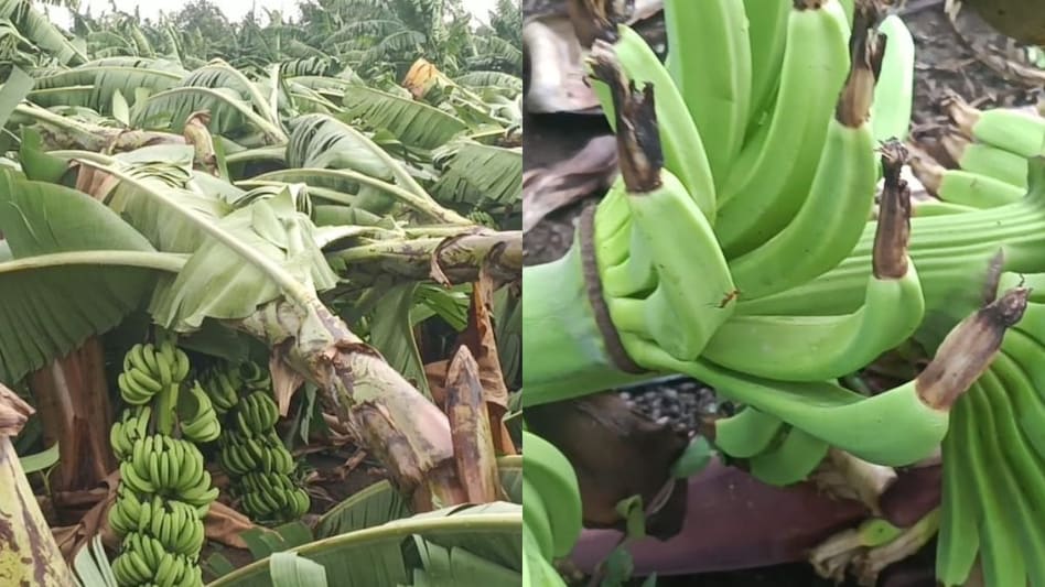 महाराष्ट्र के हिंगोली में तेज आंधी और बारिश, लाखों रुपये की केले की फसल तबाह  महाराष्ट्र के हिंगोली में तेज आंधी और बारिश, लाखों रुपये की केले की फसल तबाह