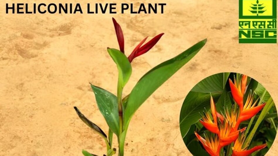 NSC: आपके घर को तरो-ताजा कर देंगे हेलिकोनिया के फूल, घर बैठे सस्ते में मंगवाएं पौधे NSC: आपके घर को तरो-ताजा कर देंगे हेलिकोनिया के फूल, घर बैठे सस्ते में मंगवाएं पौधे