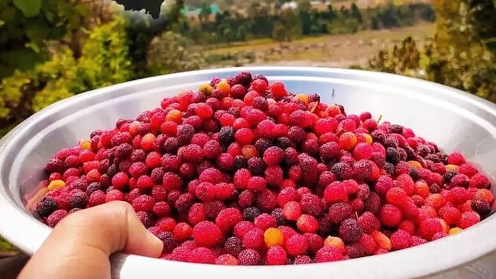 kaphal fruit