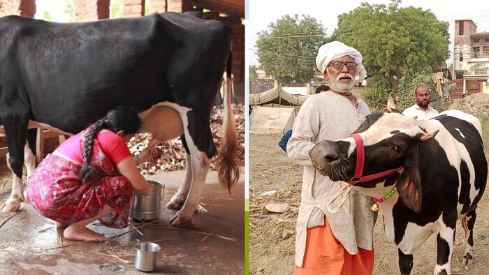 उत्तर प्रदेश में लगातार बढ़ रहा दूध का उत्पादन (फोटो- सोशल मीडिया)
