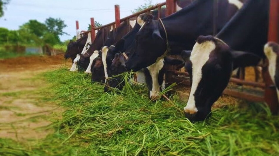 बिहार के पशुपालक ध्यान दें! पशुओं को ऑक्सीटोसिन इंजेक्शन लगाया तो होगी सरकारी कार्रवाई बिहार के पशुपालक ध्यान दें! पशुओं को ऑक्सीटोसिन इंजेक्शन लगाया तो होगी सरकारी कार्रवाई