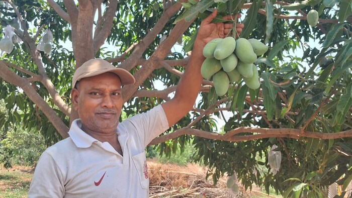 आम की खेती करने वाले मिर्जापुर के बिशुनपुर गांव के निवासी किसान दिनेश चौधरी