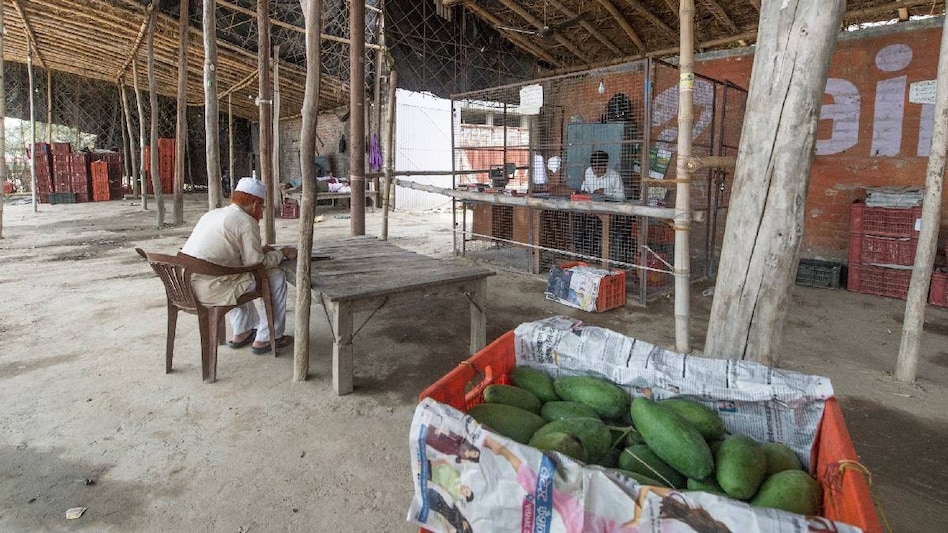 आम पर संग्राम: कहीं तोतापुरी वैरायटी पर बैन तो कहीं गिरती कीमतों के खिलाफ बाजार बंद आम पर संग्राम: कहीं तोतापुरी वैरायटी पर बैन तो कहीं गिरती कीमतों के खिलाफ बाजार बंद