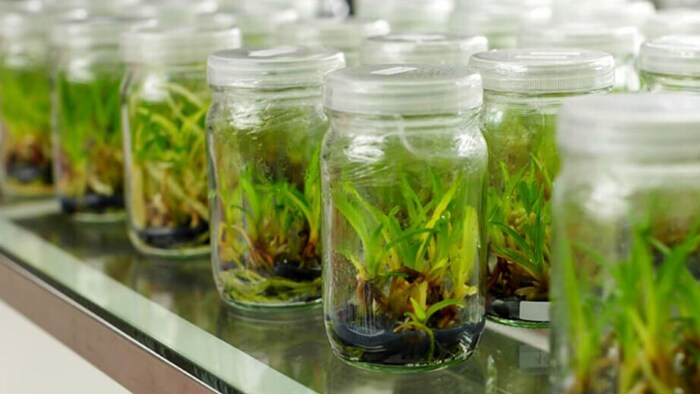 tissue culture technique