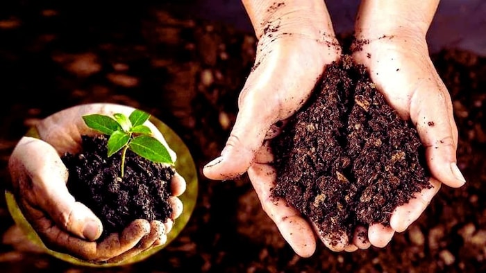 Organic Fertilizer