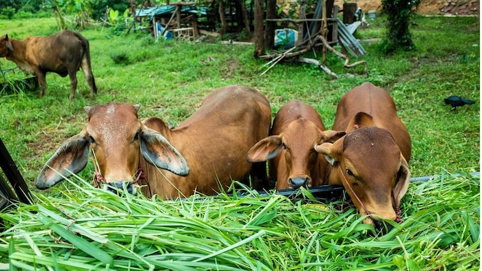 MP Kamdhenu Niwas Gaushala scheme