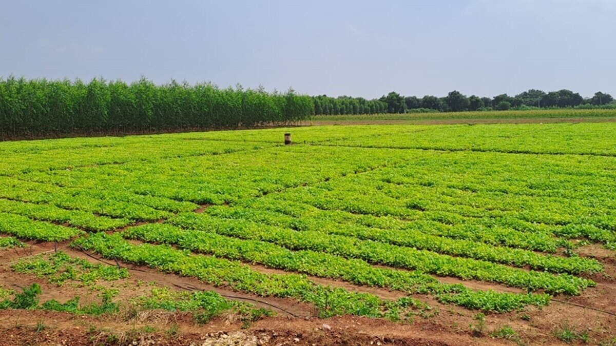 farm field organic carbon decline