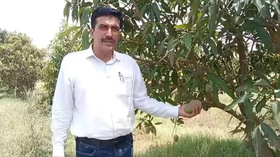 देश-दुनिया में धूम मचा रहे हैं धौलपुर के आम! 44 हेक्टेयर में फैला बगीचा बना चर्चा का केंद्र देश-दुनिया में धूम मचा रहे हैं धौलपुर के आम! 44 हेक्टेयर में फैला बगीचा बना चर्चा का केंद्र