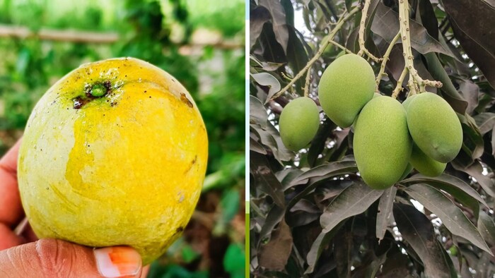 उन्नाव के सफीपुर, बांगरमऊ और हसनगंज इलाकों में बड़े पैमाने पर आम की पैदावार होती है.