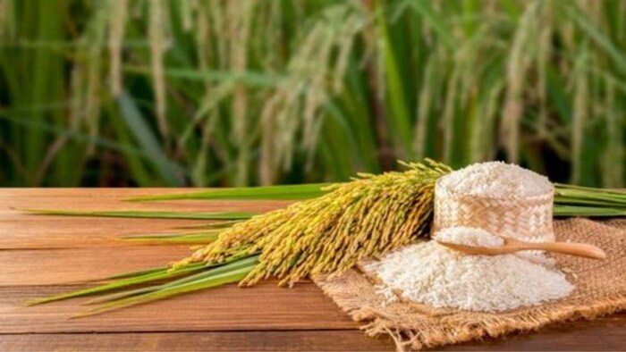 धान की बेस्ट किस्में