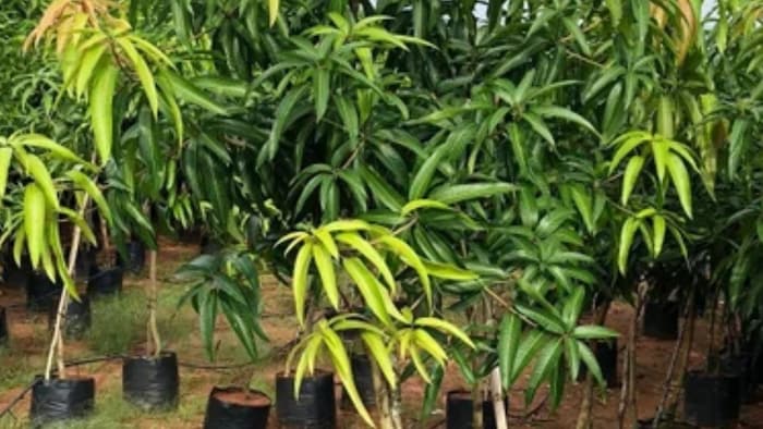 Mango Farming Tips