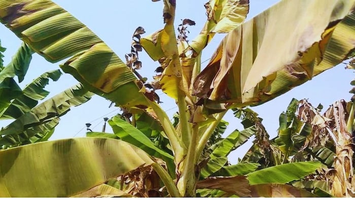 Banana farming tips prevention from heatwave