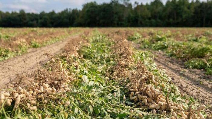 Groundnut Cultivation