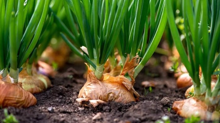 जून की खेती का ये है सही मंत्र