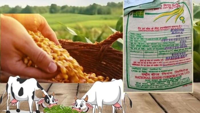 मक्के का चारा