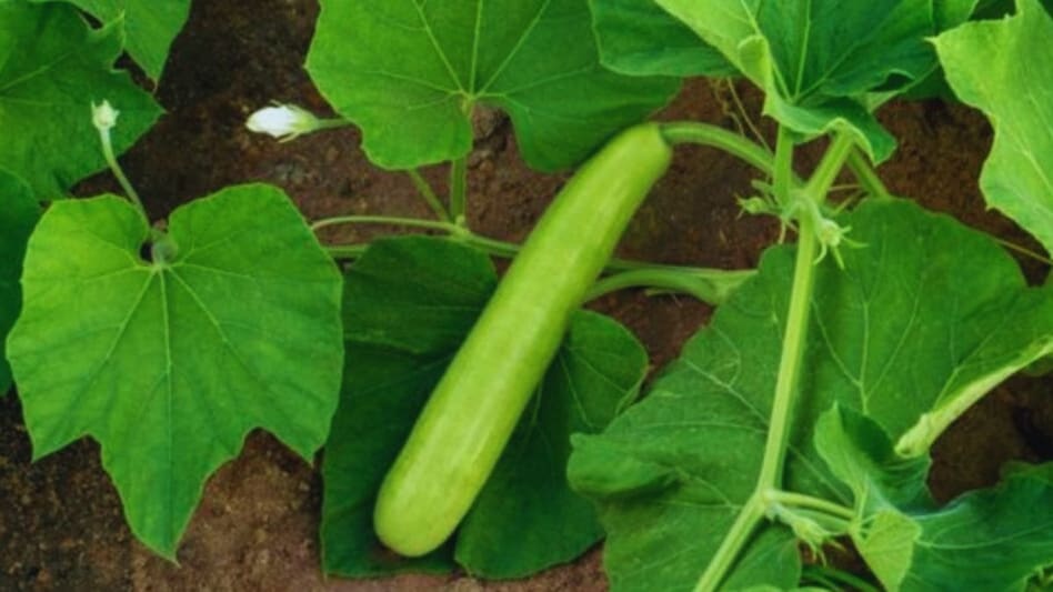 लौकी के बेल में नहीं आ रहे फल? पैदावार बढ़ाने के लिए अपनाएं ये 5 नेचुरल टिप्स लौकी के बेल में नहीं आ रहे फल? पैदावार बढ़ाने के लिए अपनाएं ये 5 नेचुरल टिप्स