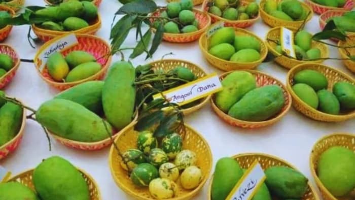 मैंगो फेस्ट