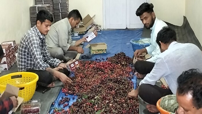 Himachal Cherry Production Decline
