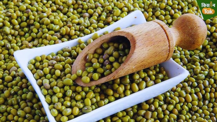 Moong procurement will start soon in Madhya Pradesh