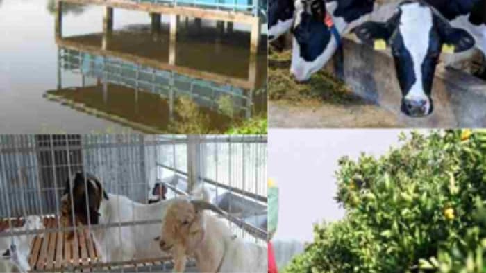 छोटे किसान, बड़ी उड़ान:IFS Model