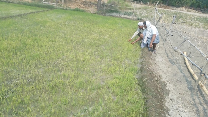 खेतों में दरार पड़ने से नर्सरी के खराब होने की संभावना ज्यादा होता है.