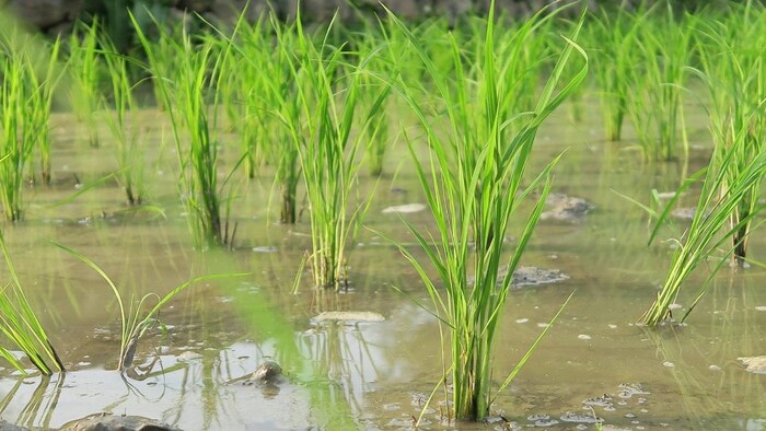 Rice Field Punjab