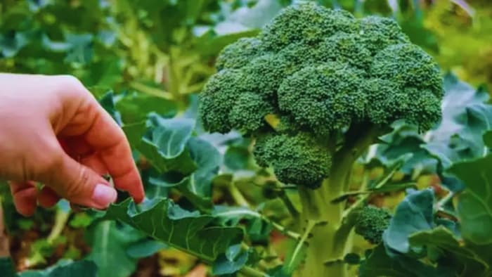 ब्रोकली की खेती
