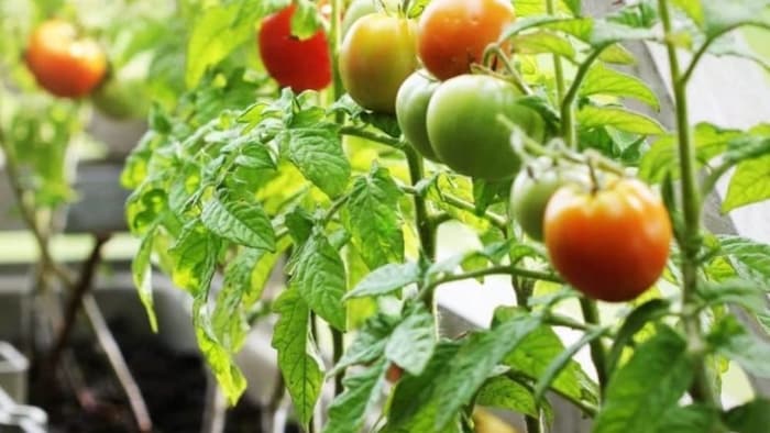 टमाटर की खेती