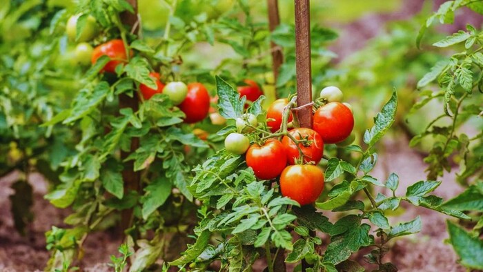 Follow these three tips in tomato cultivation