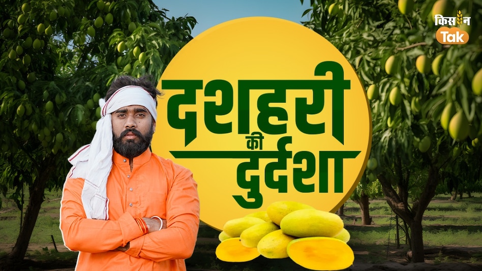 दशहरी की दुर्दशा: मलिहाबाद में जल्द पकने से आम के दाम धड़ाम, आमदनी गिरने से किसान परेशान  दशहरी की दुर्दशा: मलिहाबाद में जल्द पकने से आम के दाम धड़ाम, आमदनी गिरने से किसान परेशान