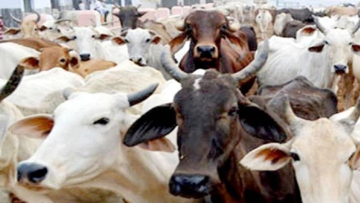Cow Disease