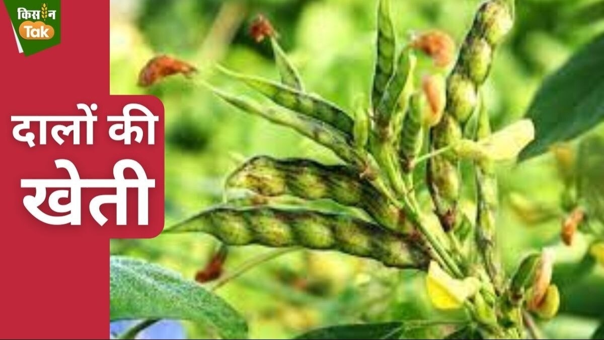 1 हफ्ते से ज्यादा पानी रुका और पौधा डूबा रहा तो फसल चौपट होने का खतरा रहता है. 
